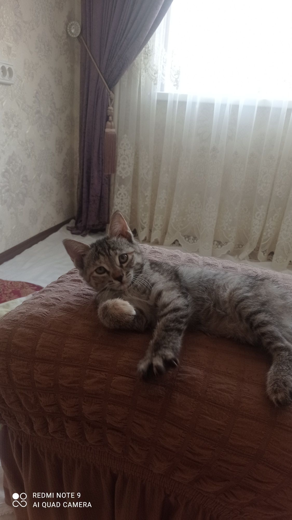 Отдам котят только хорошим руки