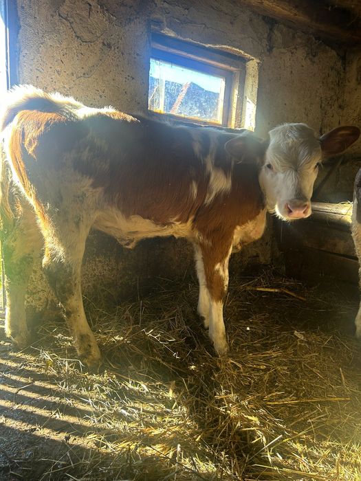 Vând vițelușă bălțată