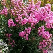 Liliac Indian Pomisor -Pink Roz