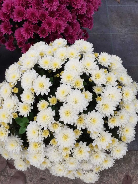 Vand crizanteme la ghiveci, fir si buchet diverse marim si culori