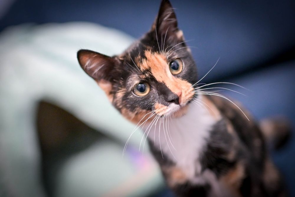 6-месечно женско коте за осиновяване