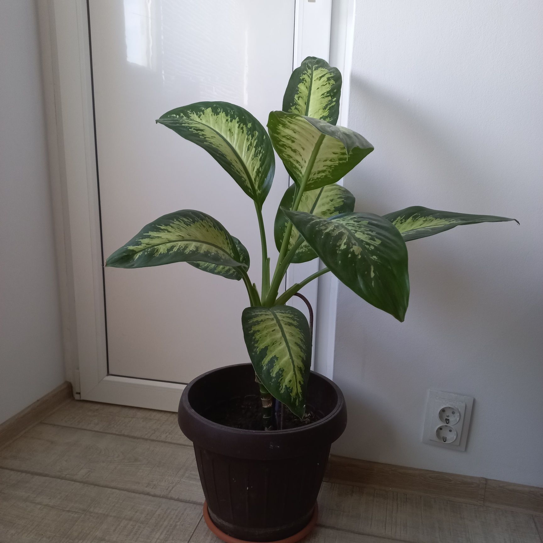 Vand dieffenbachia