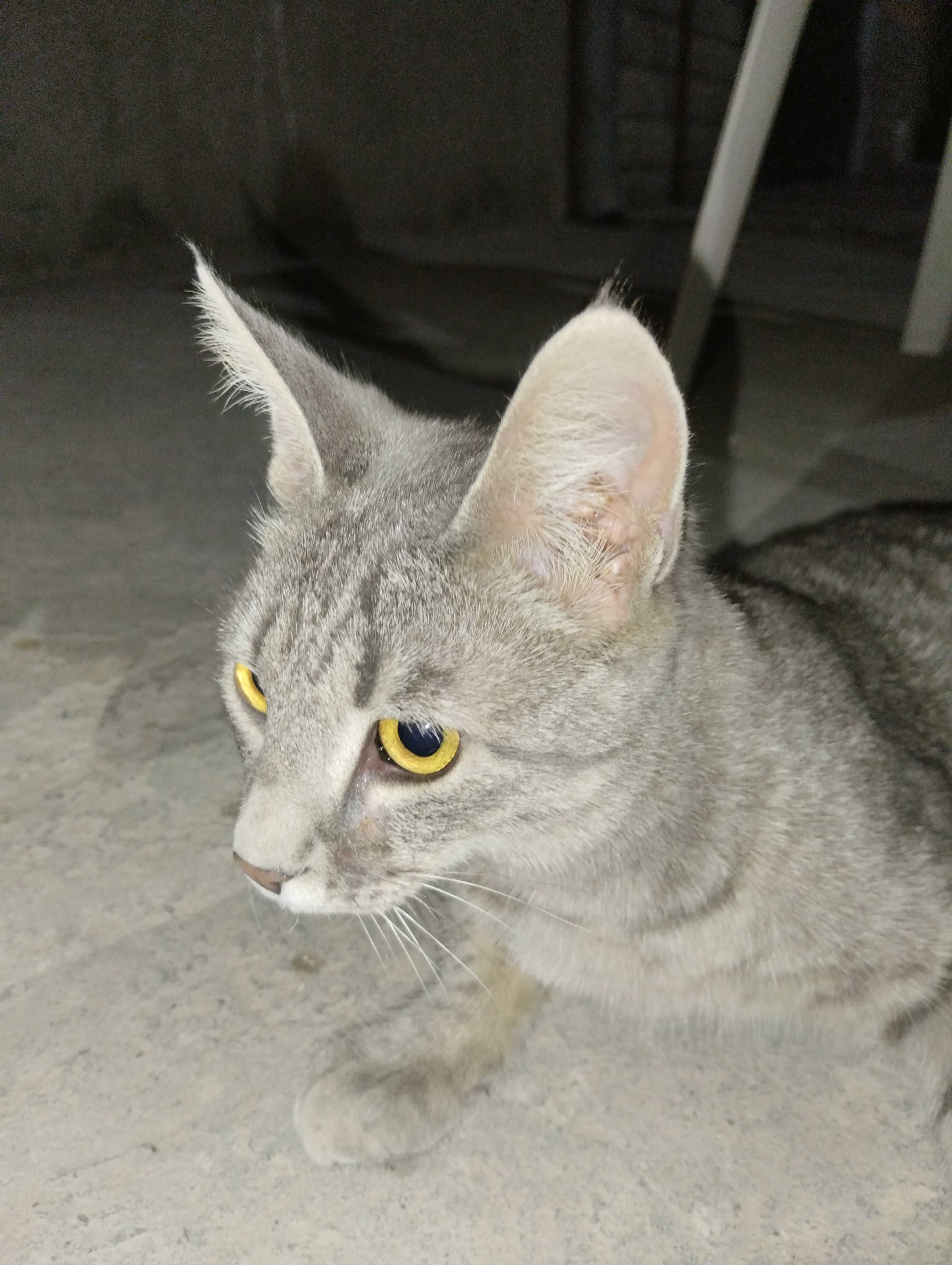 Котофей продаем не дорого