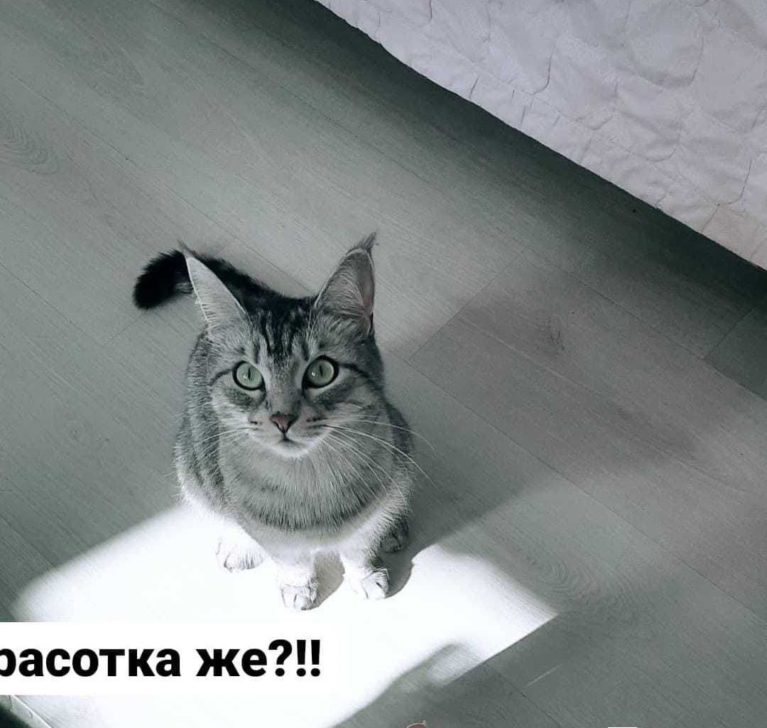 Кошка домашняя БОНИ