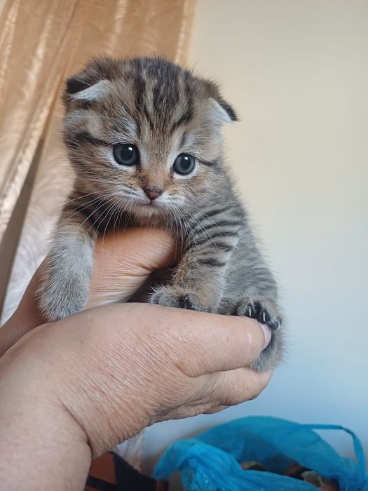 Вислоухий котёнок