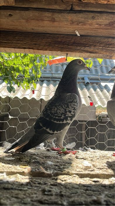 porumbei voiajori puii si maturi