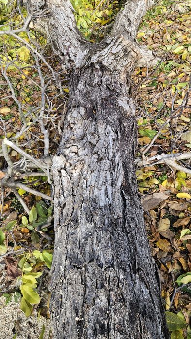 Орех 2,40 с документи.