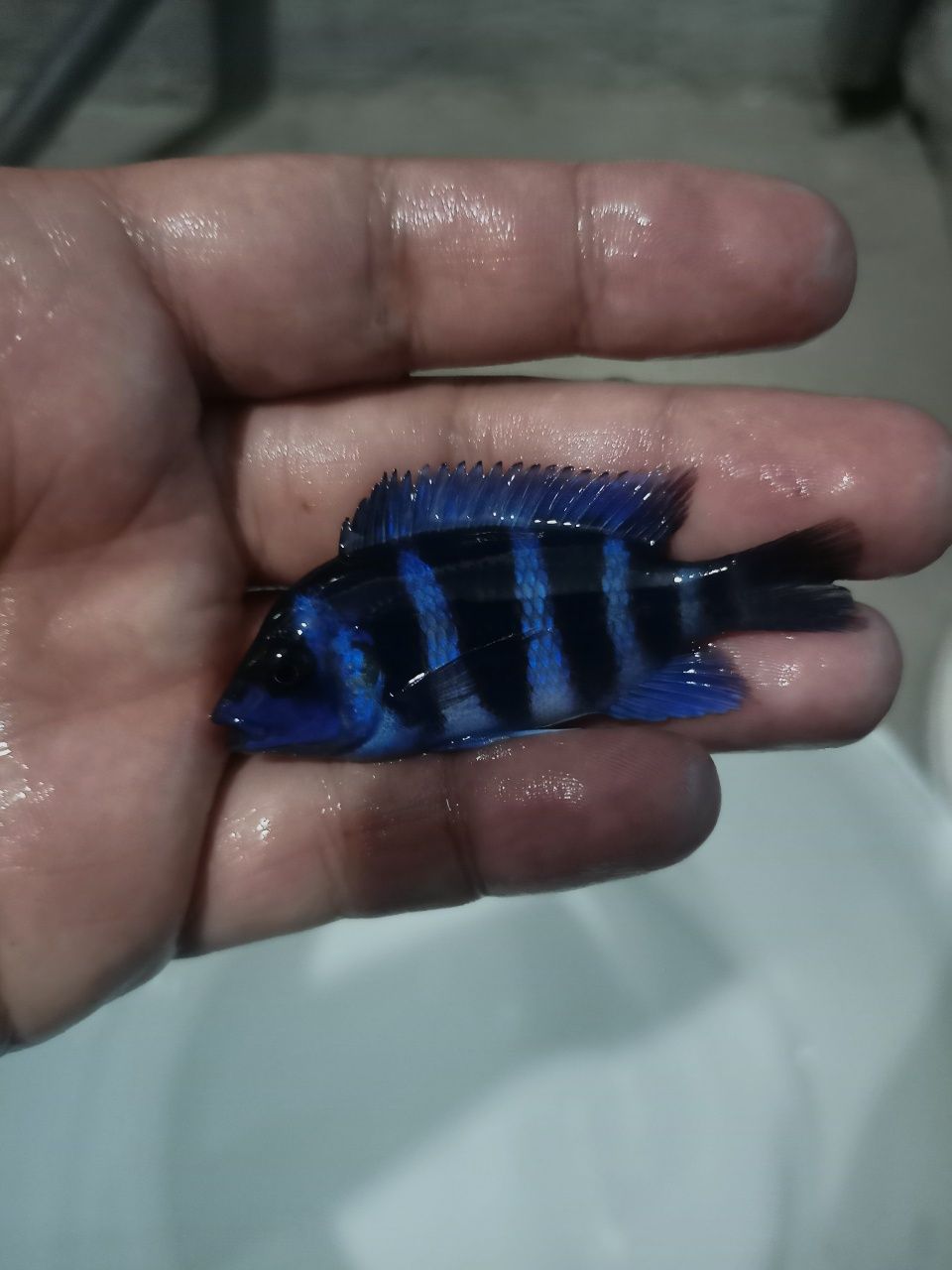 Gibberosa Blue Zair Frantoza Moba f1