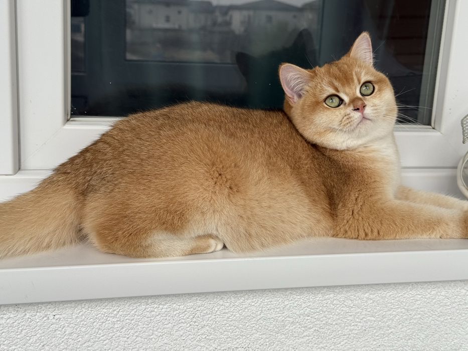 Btitish shorthair. golden