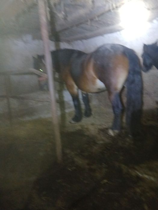 Trei iepe de vânzare