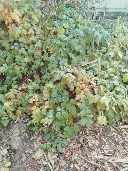 Атызда осип турган Малинанын налин сатаман, казир  кузде ексениз болад