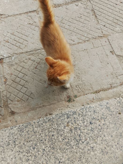 Подарявам котета