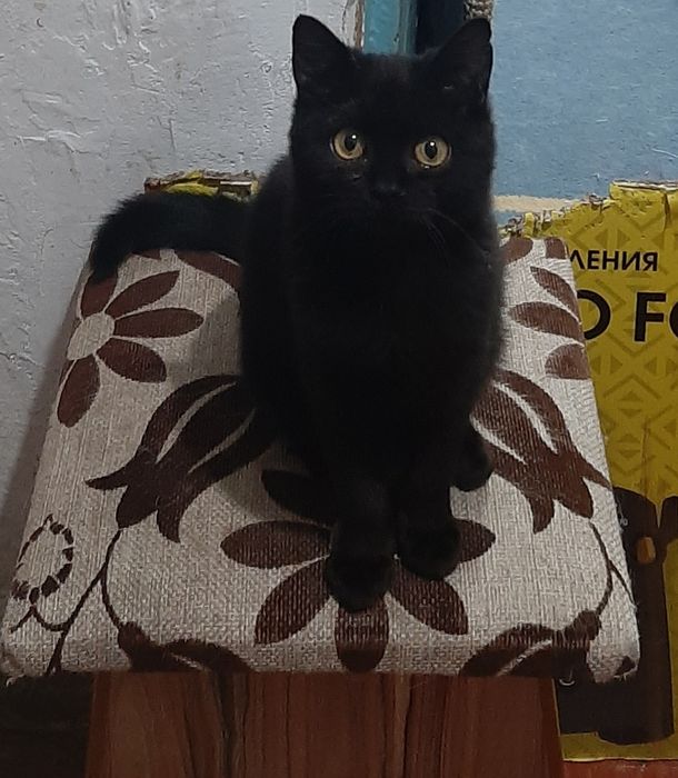 Шикарные котята в заботливые руки