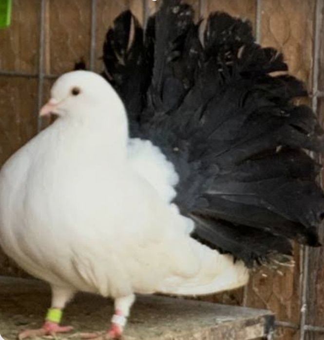 Vind 2 porumbei jucatori de galati si 2 porumbei curcani