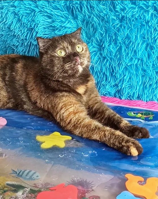 Котики и кошечки ждут любящих хозяев