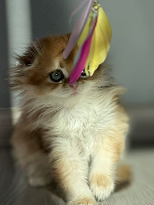 Хайленд фолд мальчик золотая шиншилла