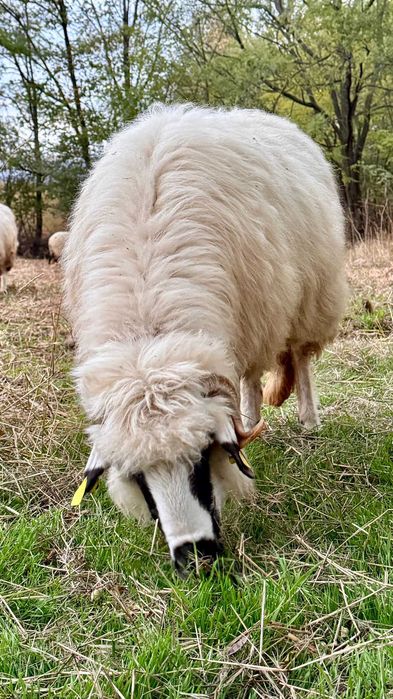 Vând turmă 50 de oi cu miei