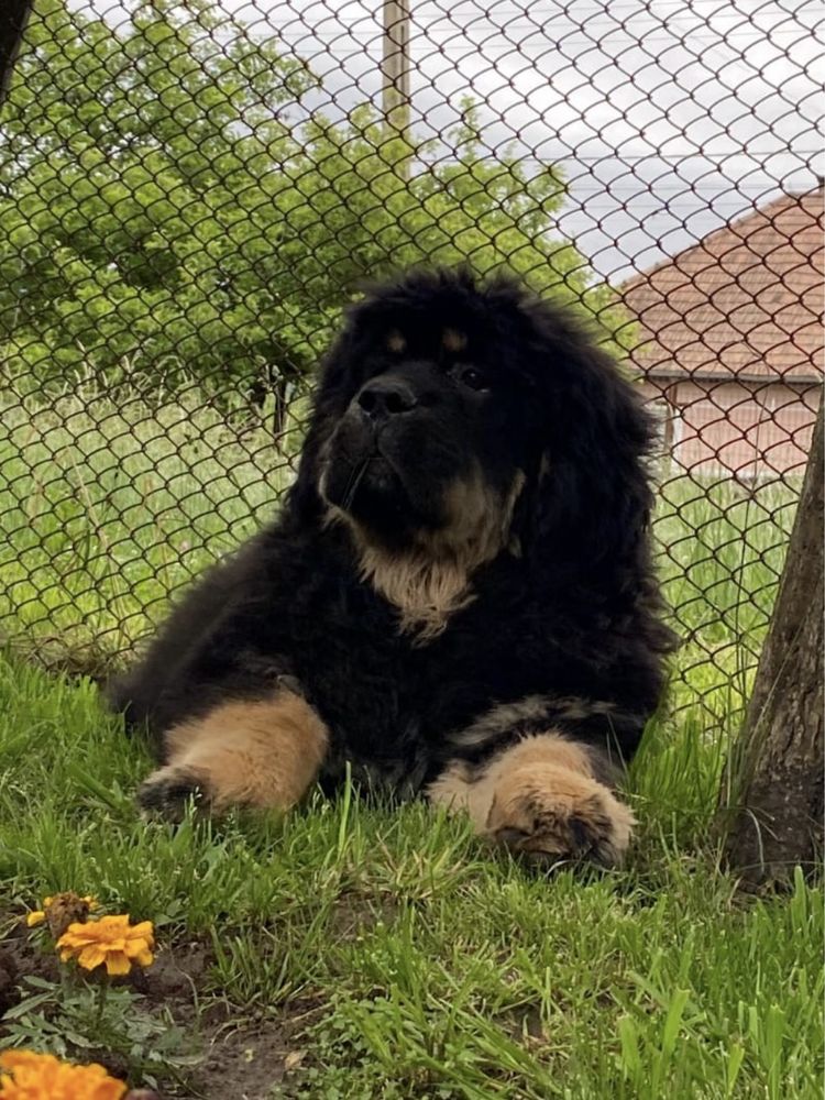 Tibetan Mastiff Chinezesc