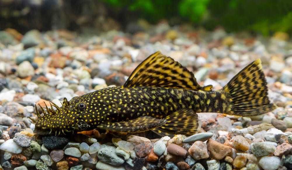Pesti acvariu, pui Ancistrus, 1.5-3.0 cm