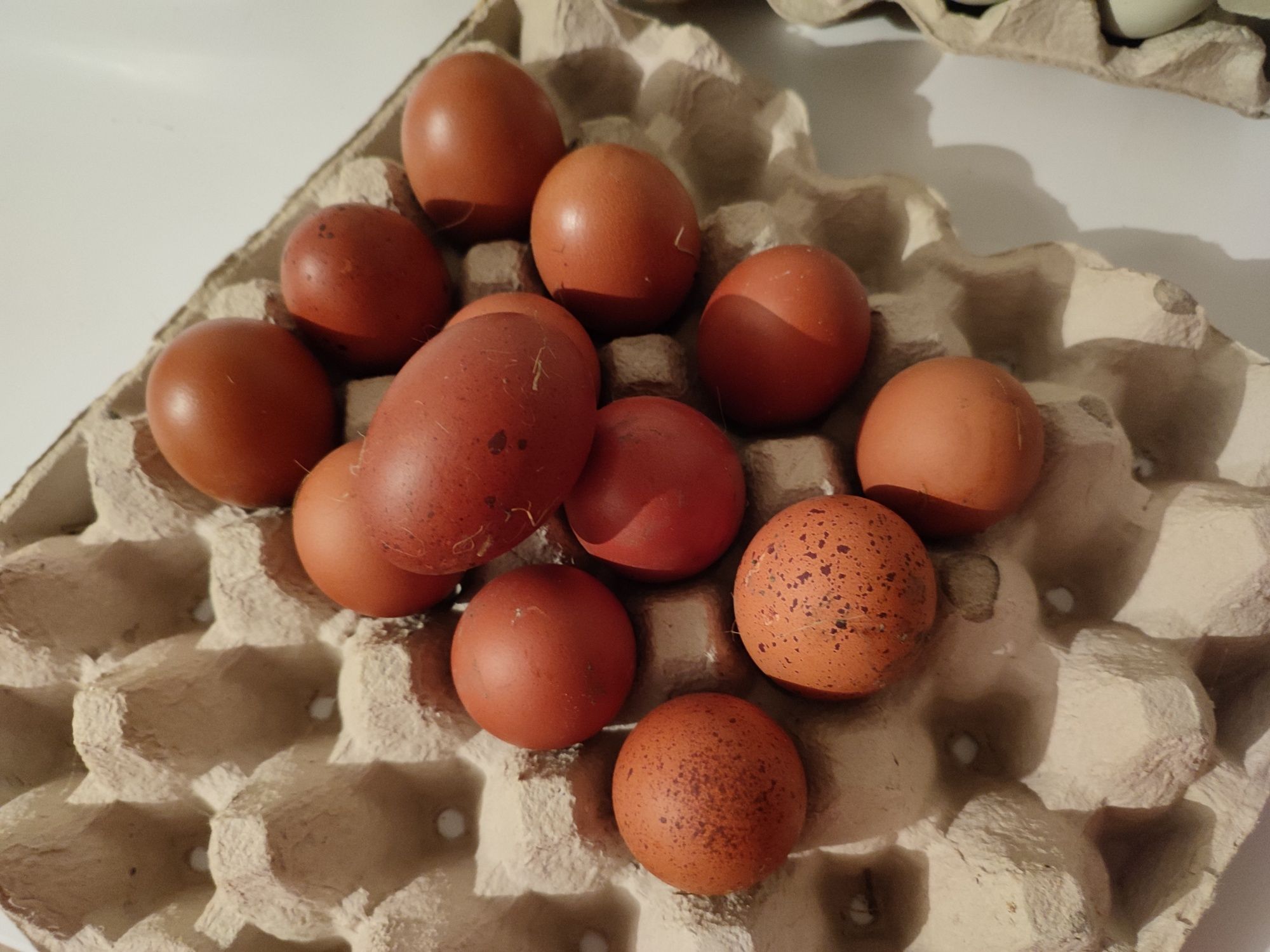 Ouă găini Marans