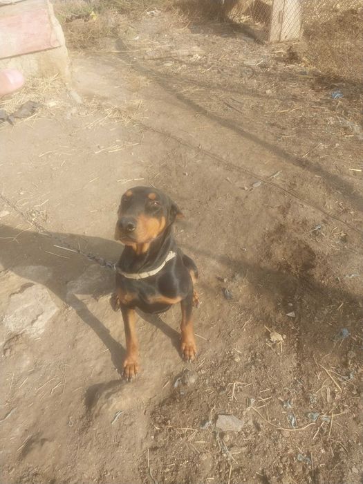 Erkak daberman yoshi 2da