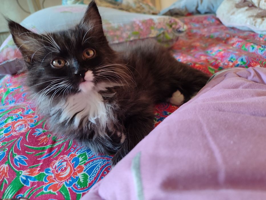 котенок, отдам в хорошие руки