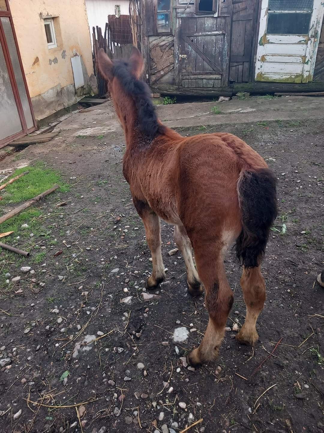 Iapă cu 2 mânzi de vânzare