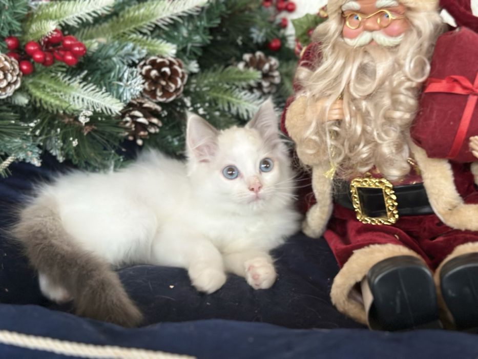 Регдол /Ragdoll / момченце
