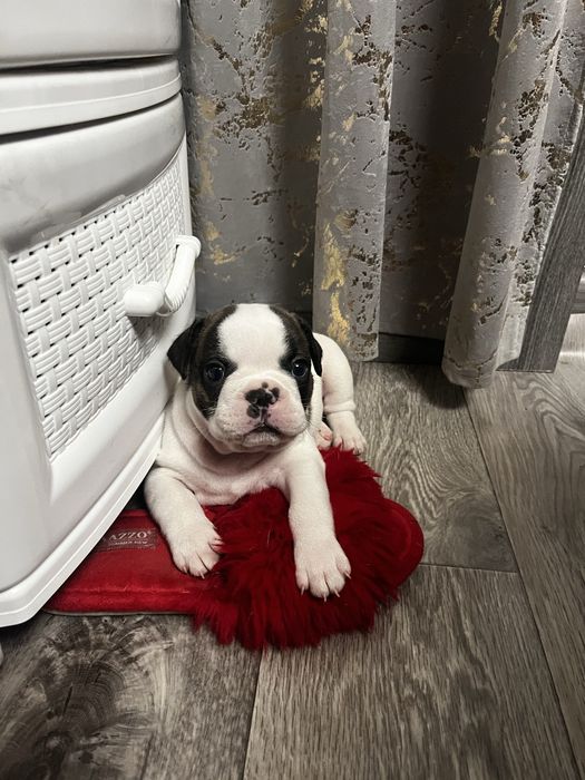 Щенки французского бульдога