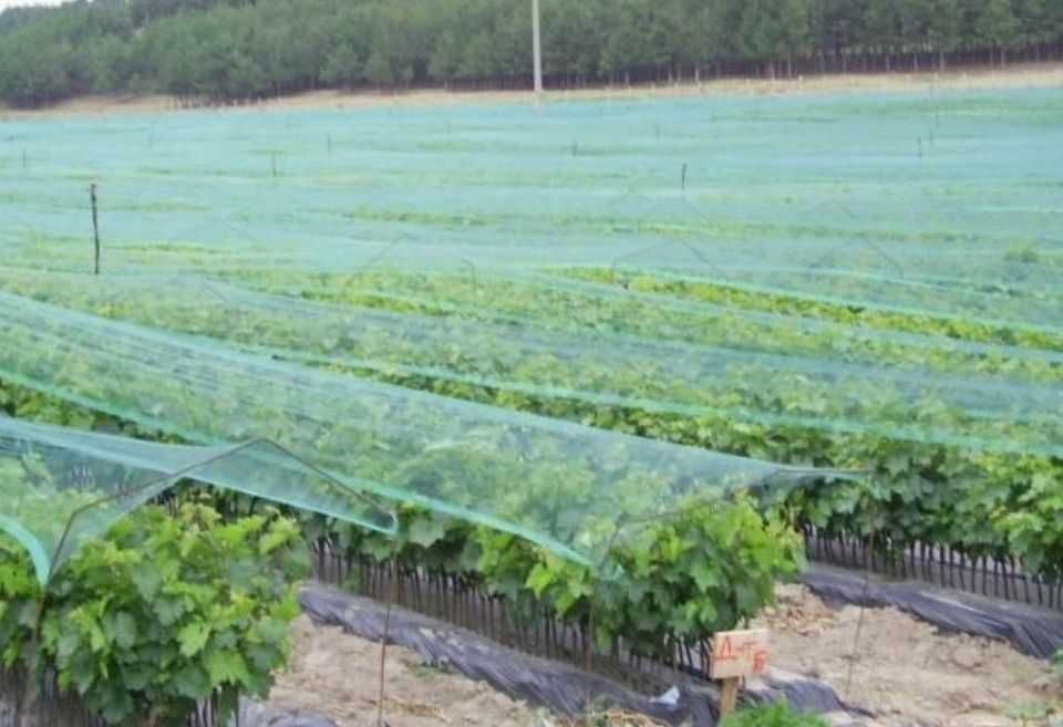 Butasi vita de vie  pomi fructiferi columnari 50+25 gratis