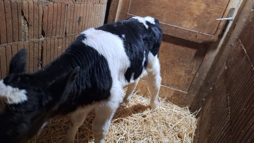 Vând vițel bălțat Pe negru nu Holstein