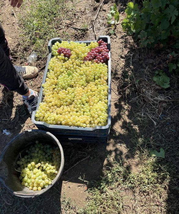 Struguri De Vin de la Producator