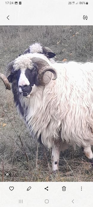 Vând ce se vede în poză