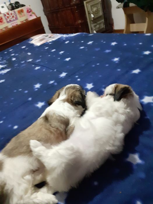 Vând bișoni șițu