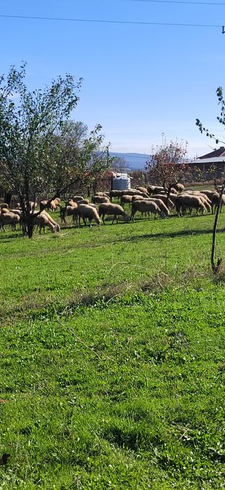 Продавам стадо от 200 бр овце