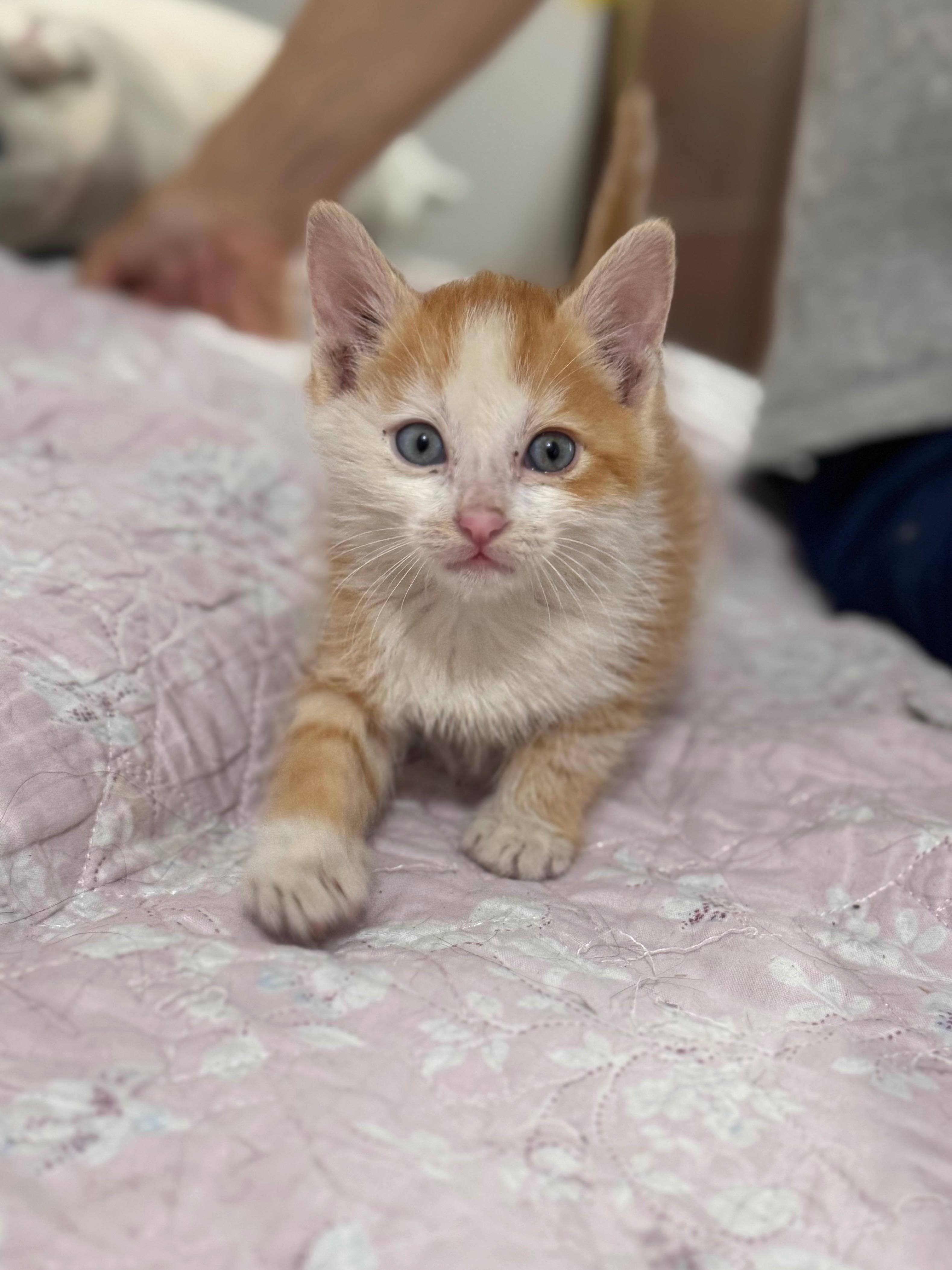 Отдаются милые котята