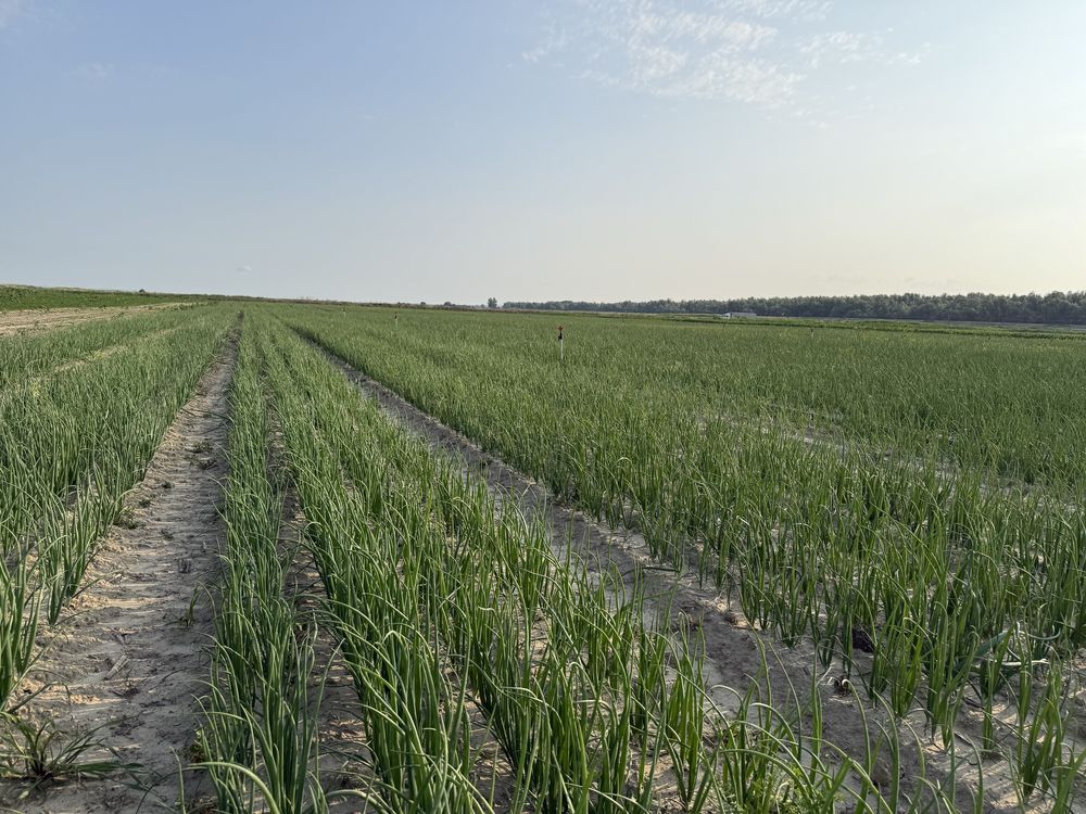 Vand Morcov , Patarnac si Ceapa
