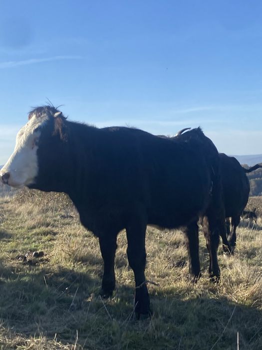 De vanzare doua junici