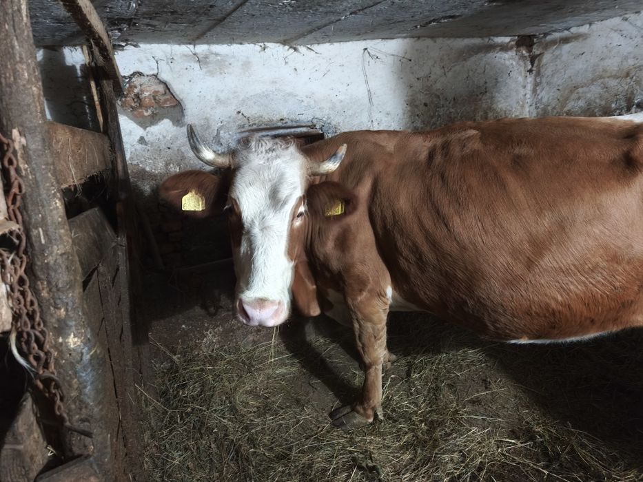 Vând  o vaca !!!