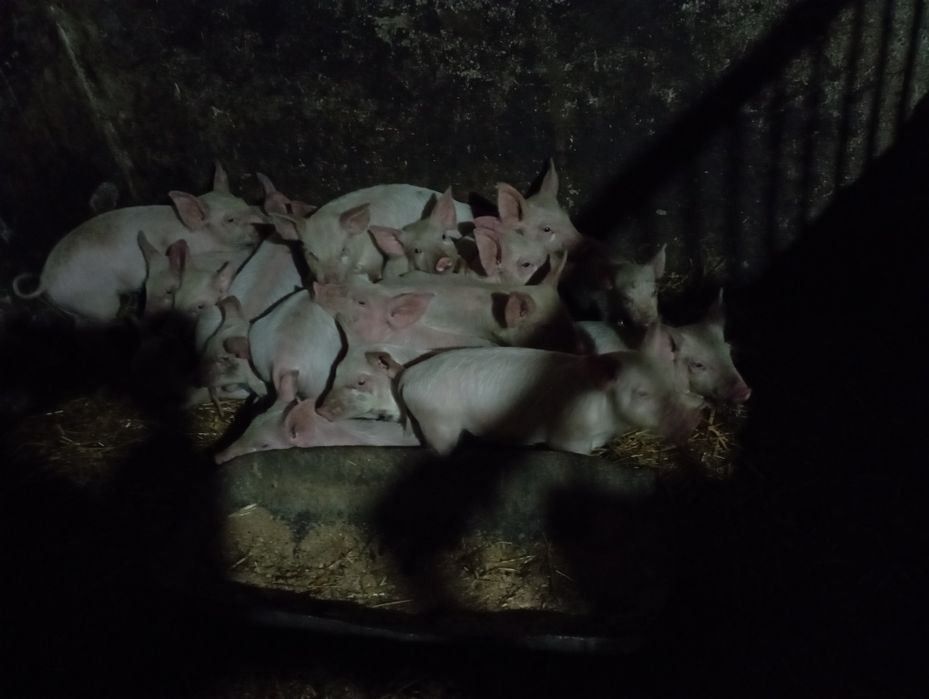 Продам поросят 1,5 месяца