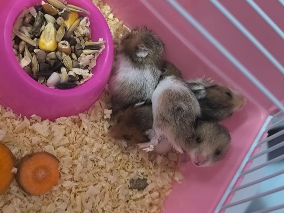 Продам Хомичков трёх недельных