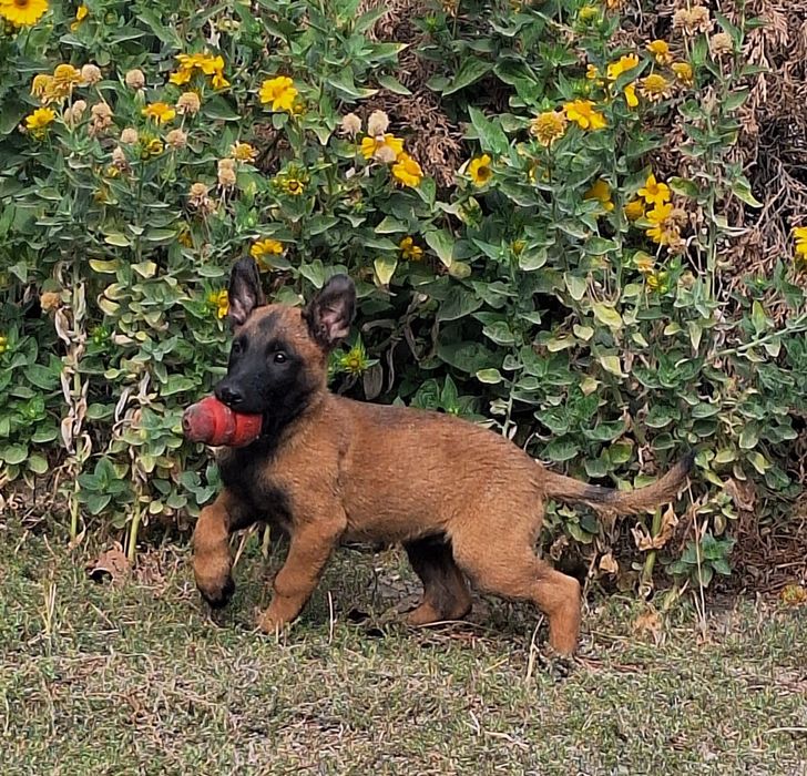 Продаются щенки бельгийская овчарка.