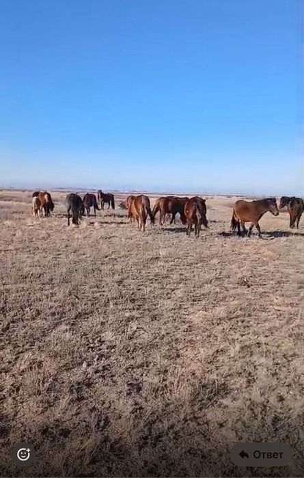 Бір үйір жылқы сатылады