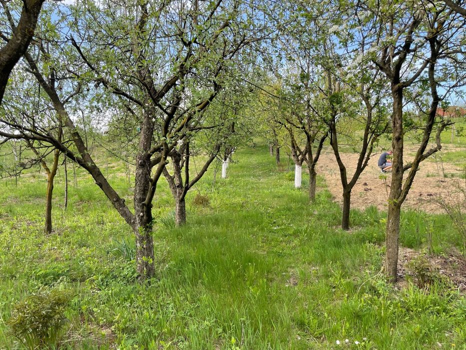 Teren de vânzare în Corunca