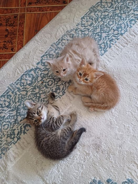 Отдаю котят в добрые руки