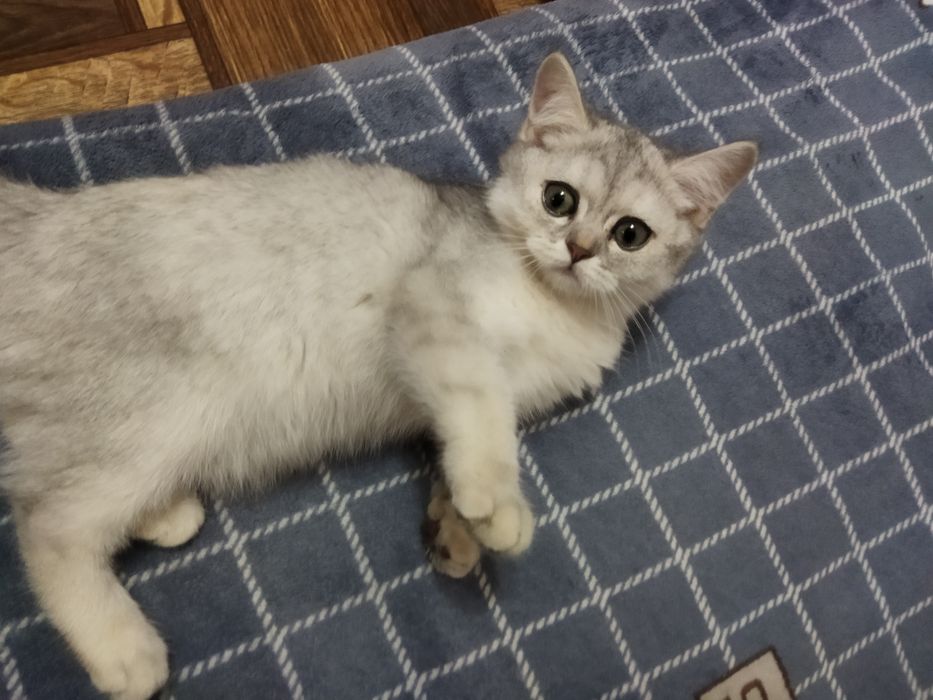 Продаю котенка шиншила