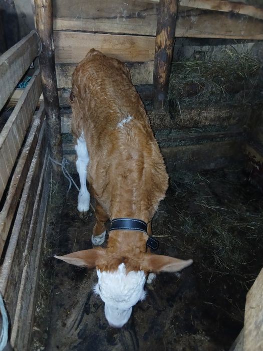 Vitică 4 săptămâni