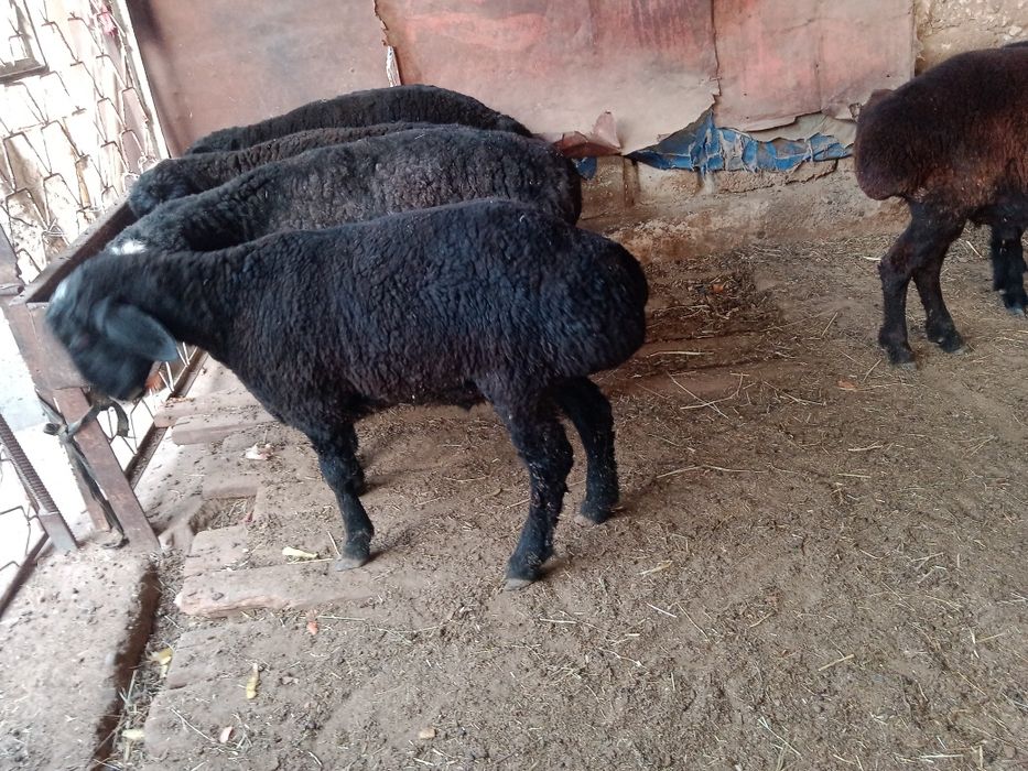 Qo'chqo'r Chirchiq 4mln DOSTAVKA si bor tekin