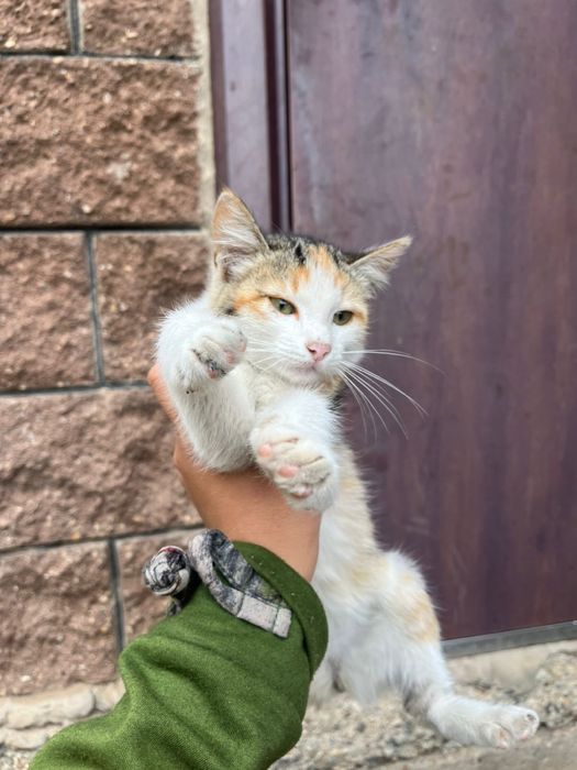 Отдам в хорошие руки.