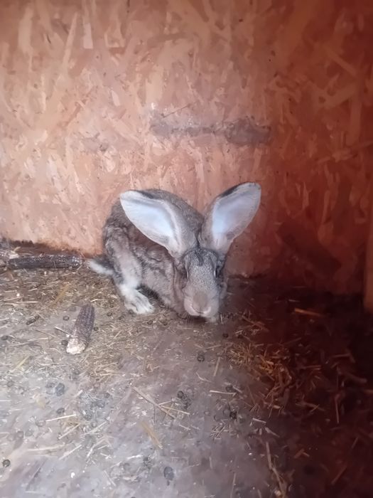 Vând/schimb femela Uriaș German